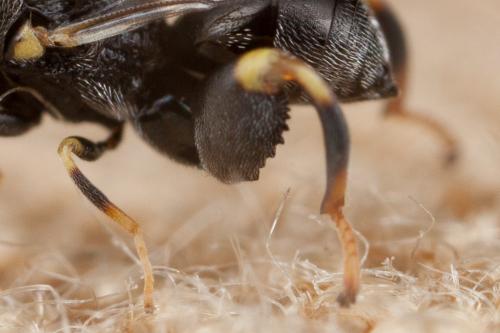 Brachymeria sp.